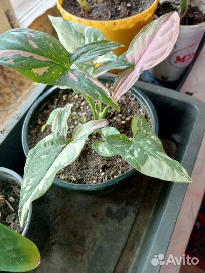 Сингониум ред спот триколор