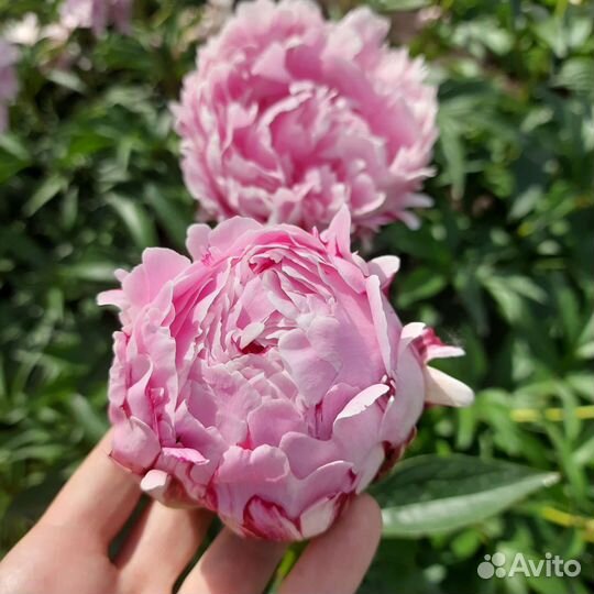 Пион Сара Бернар