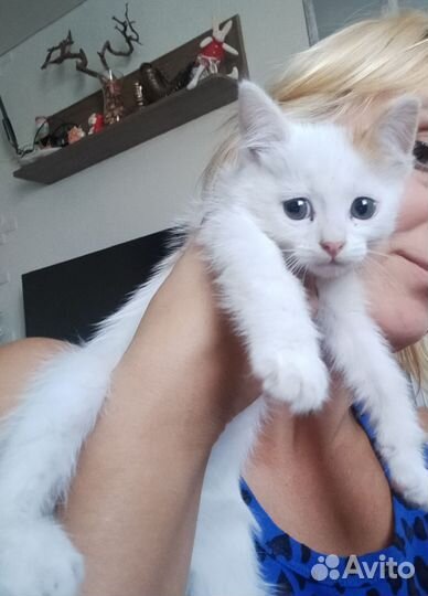 Котенок светлый трехцветный