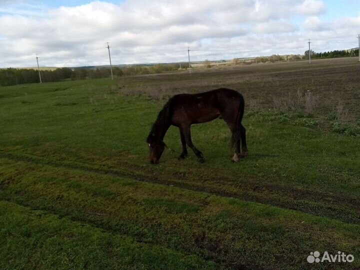 Продажа лошадь жеребец