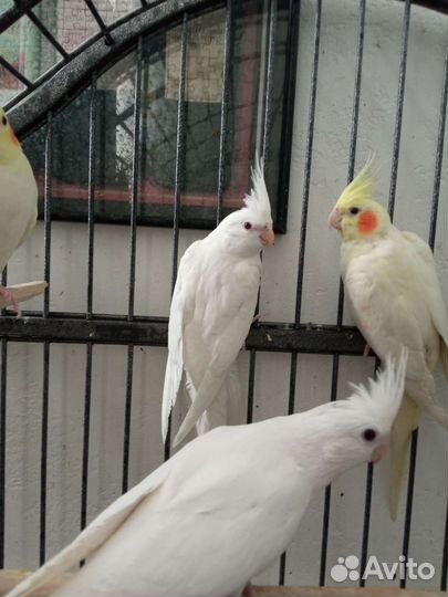 Корелла/птенцы