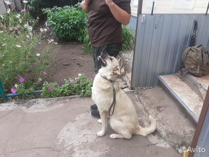 Дрессировка собак (кинолог) в Самаре