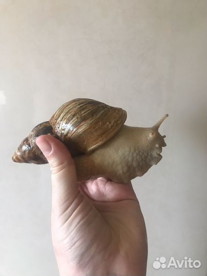 Улитки ахатины бесплатно