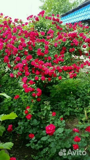 Саженцы кизил,ежевика,фундук,орех,жасмин, виноград