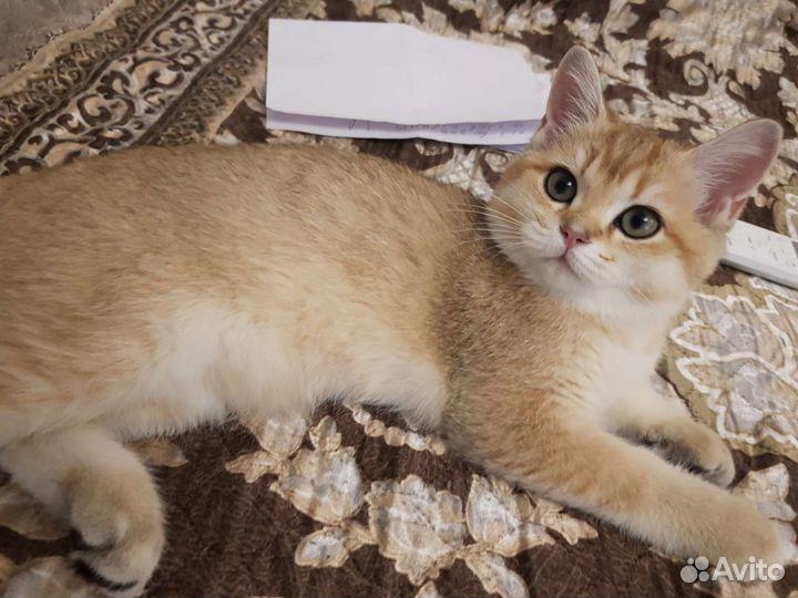 Британская