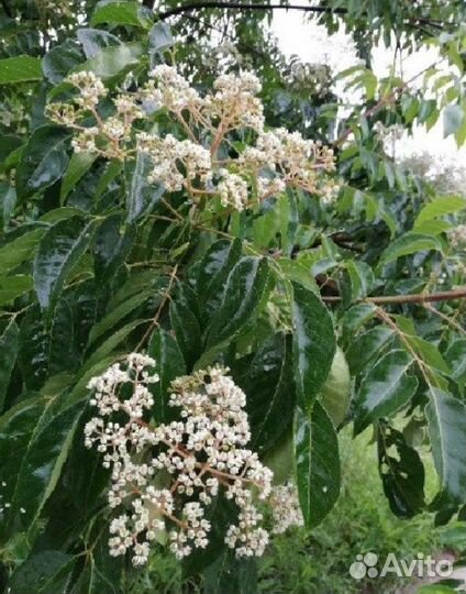 Эводия саженцы