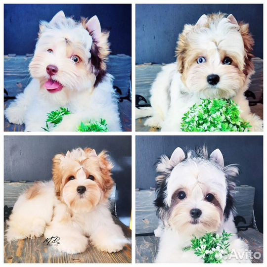 Подрощенные йорки и биверы