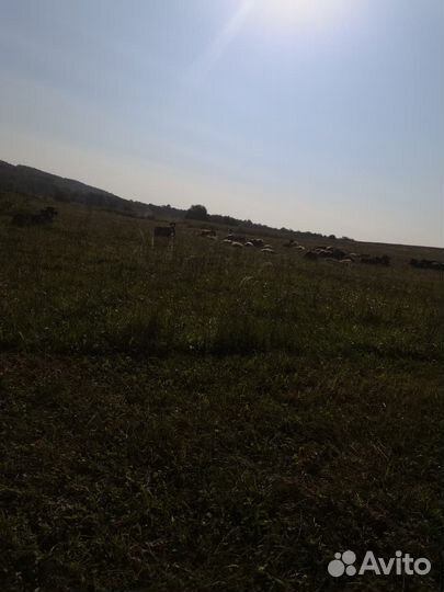 Корова на мясо