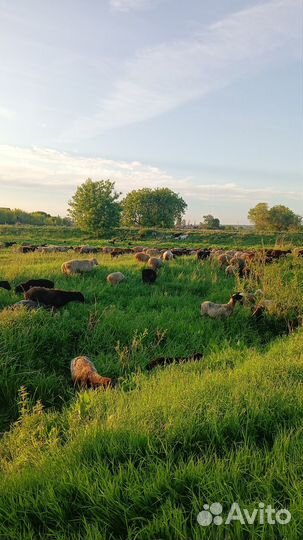 Бараны на курбан