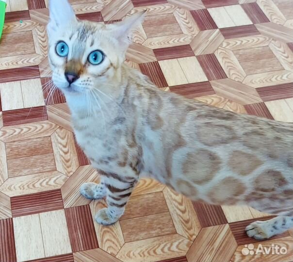 Бенгальская кошка