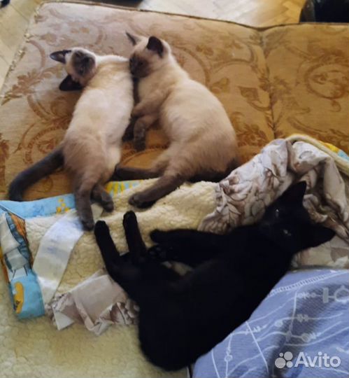 Котята в добрые руки даром