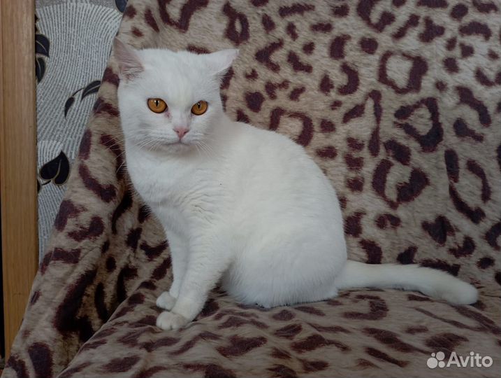 Кошка в дар британская