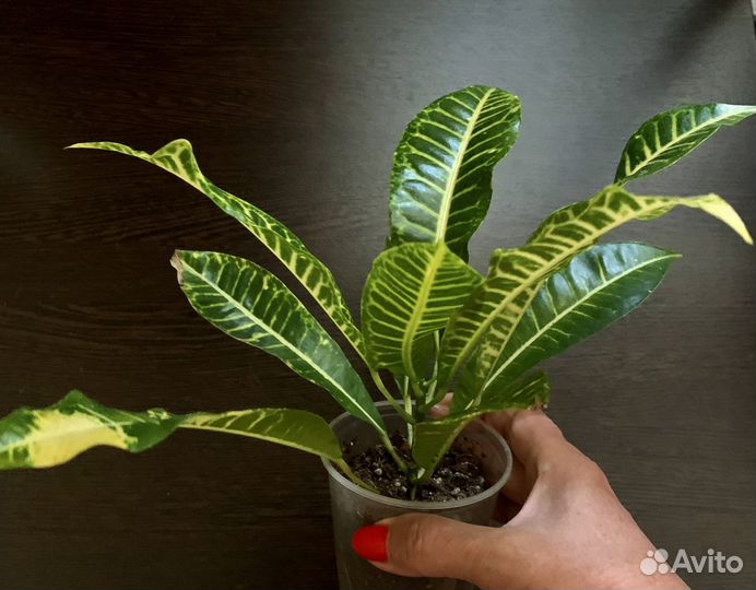 Кротон Джон Бендер