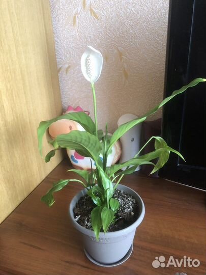 Спатифиллум