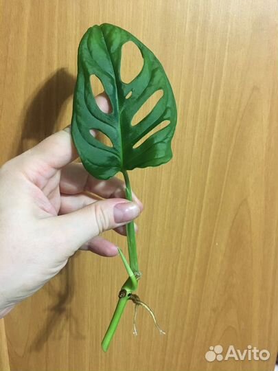 Монстера манки маск