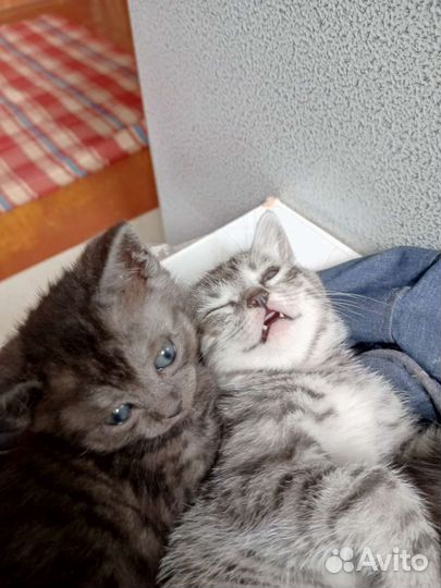 Кошки в добрые руки бесплатно