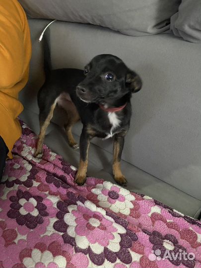 Мини той-терьер