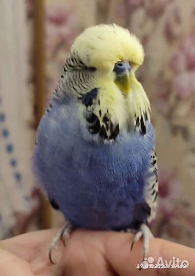 Ввп чех самец