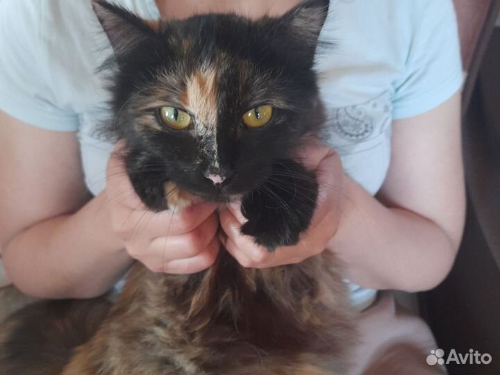 Кошка бесплатно