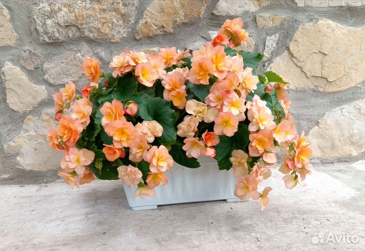 Бегония элатиор