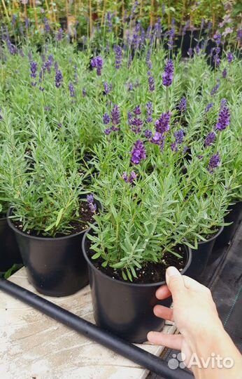Саженцы лаванды