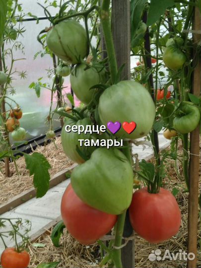 Помидоры домашние семена