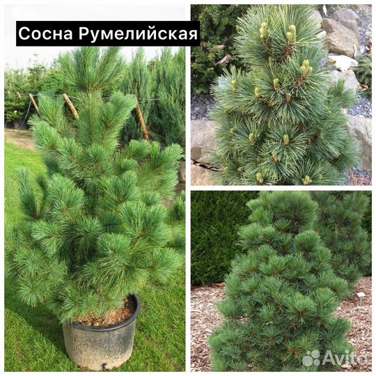 Сосна Веймутова, Румелийская, Гималайская