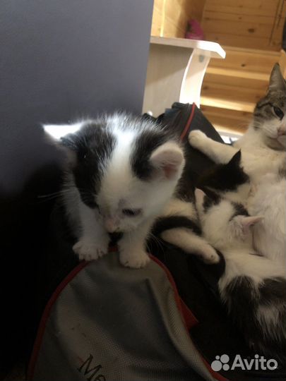 Котята в добрые руки