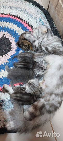 Шотландский вислоухий котёнок