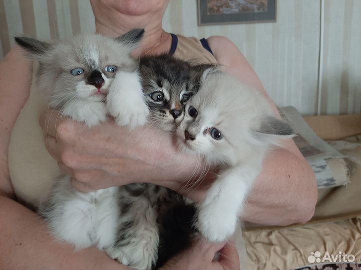 Отдам в добрые руки котят, с голубыми глазами