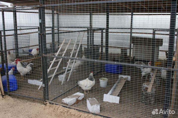 Декоративные цыплята, многих пород