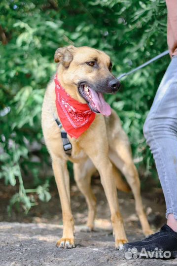 Станет лучшим другом вашей семье