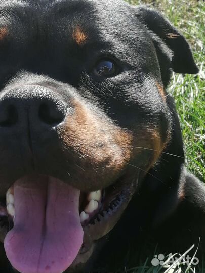 Щенки ротвейлера