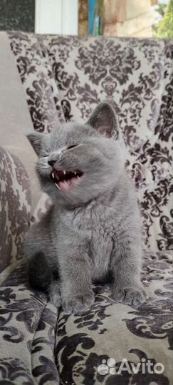 Британские котята