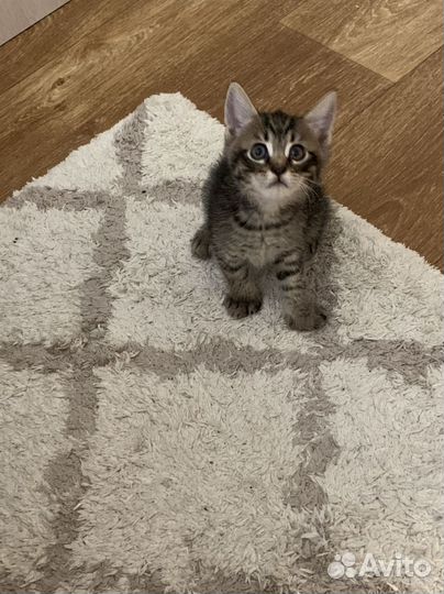 Котята в добрые руки даром