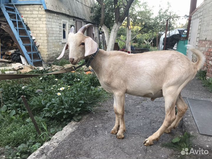 Нубийский козел 74
