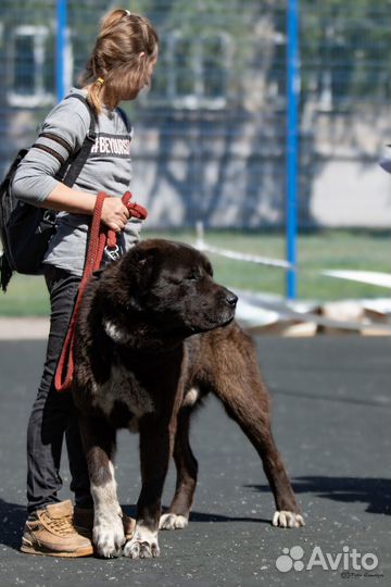 Продам щенков алабая