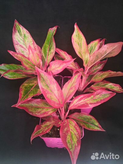 Аглаонема Крит флейм высота растений 15-25