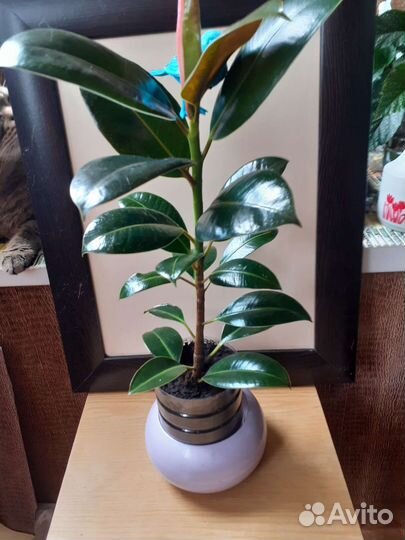 Фикус каучуконосный 0,5м