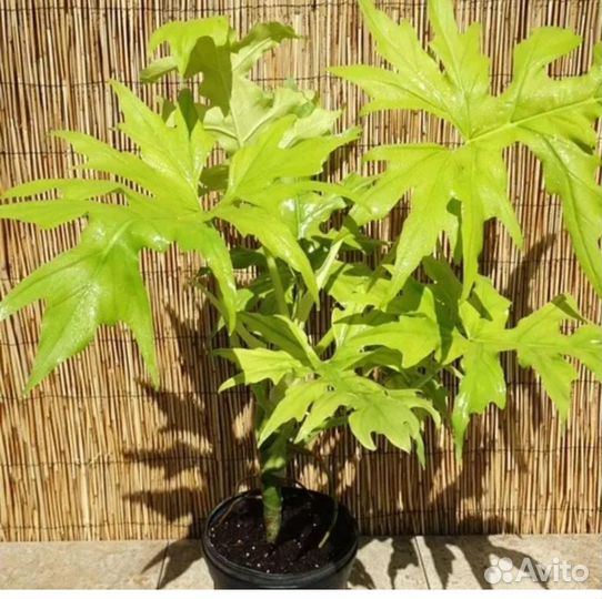 Филодендрон сатин голд