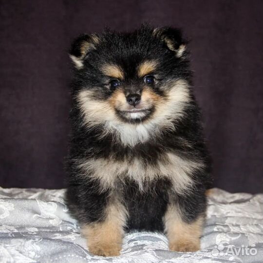 Померанский шпиц медвежьего типа