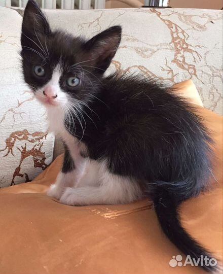 Кошка в дар бесплатно