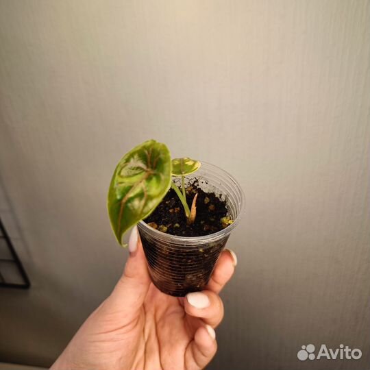 Алоказия купрея / медная