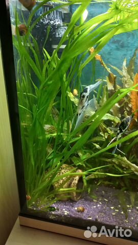 Аквариумные растения