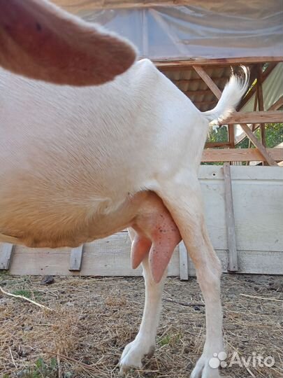 Козы, козлы