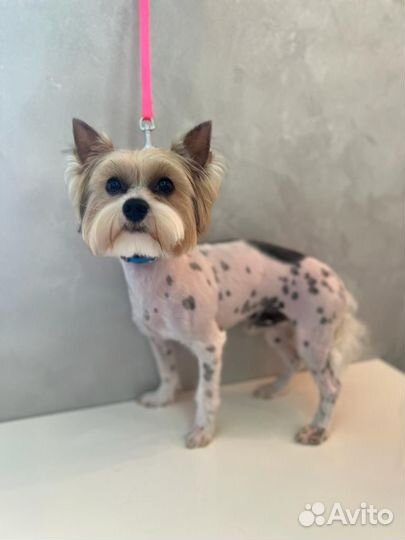 Бивер вязка