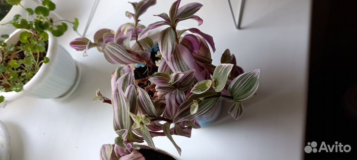 Традесканция Pink Hill Розовый Холм