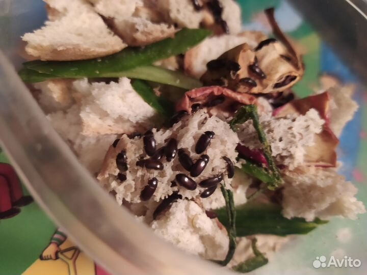 Жук знахарь и Личинки жука знахаря