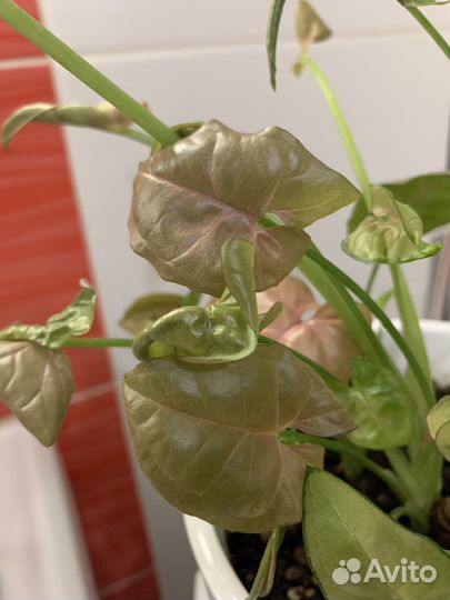 Сингониум Неон Пинк