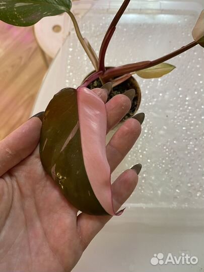 Филодендрон розовая принцесса